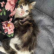 Tigrou a rejoint le concours — aidez-le/la à gagner de superbes lots ! kitten, cat, feline, pet, blanket, fur, blue_eyes, whiskers, floral_pattern, fabric, cozy, indoor, close_up, plush, curled_up, soft_texture, toy, resting, portrait, cute