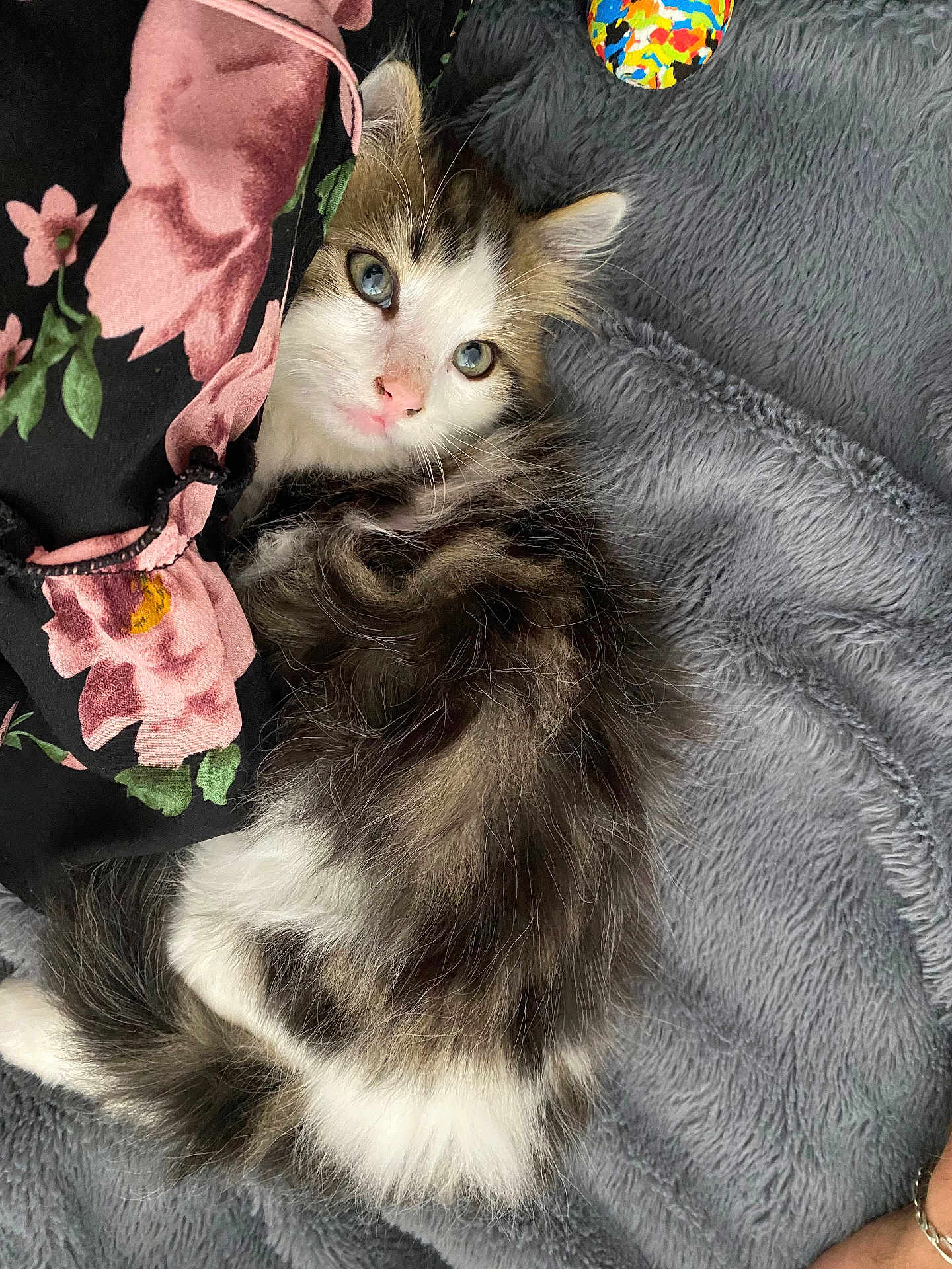 Tigrou a rejoint le concours — aidez-le/la à gagner de superbes lots ! kitten, cat, feline, pet, blanket, fur, blue_eyes, whiskers, floral_pattern, fabric, cozy, indoor, close_up, plush, curled_up, soft_texture, toy, resting, portrait, cute