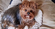 Toutounette participe au concours pour gagner de l'argent avec cette photo : affenpinscher, animal, bed, blanket, canine, chair, cockerspaniel, couch, cushion, dog, dogbed, furniture, homedecor, indoors, papillon, pet, puppy, terrier