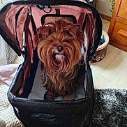 Toutounette participe au concours pour gagner de l'argent avec cette photo : animal, canine, carpet, companion, cozy, curious, cute, dog, domestic, fur, furniture, indoor, pet, pet_accessory, pet_stroller, plant, portrait, small_dog, wooden_cabinet, yorkshire_terrier