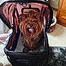 animal, canine, carpet, companion, cozy, curious, cute, dog, domestic, fur, furniture, indoor, pet, pet_accessory, pet_stroller, plant, portrait, small_dog, wooden_cabinet, yorkshire_terrier