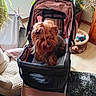 Toutounette participe au concours pour gagner de l'argent avec cette photo : animal, carpet, companion, cozy, cute, dog, dog_bed, domestic, fur, furniture, home, indoor, living_room, pet, pet_stroller, plants, relaxing, small_dog, toy, yorkshire_terrier