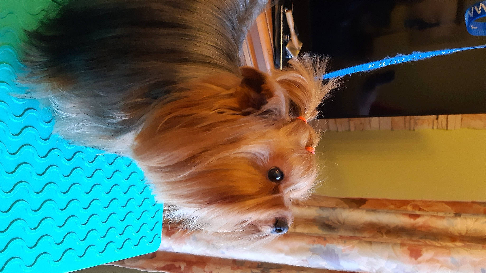 Roxy a rejoint le concours — aidez-le/la à gagner de superbes lots ! carnivore, companion_dog, dog, dog_breed, electric_blue, fashion_accessory, fawn, fur, hardwood, liver, natural_material, small_terrier, snout, toy_dog, whiskers, wood