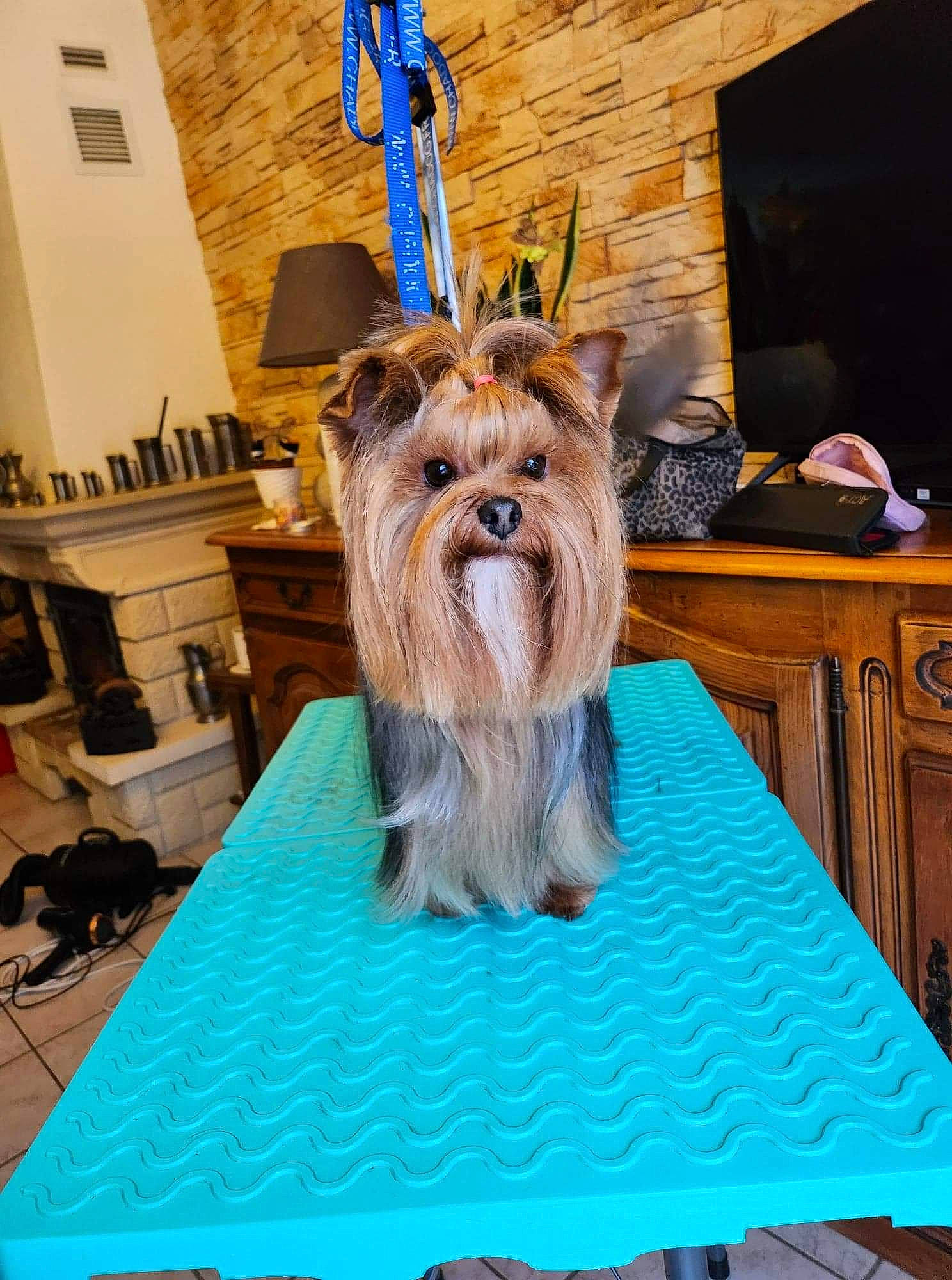 Roxy a rejoint le concours — aidez-le/la à gagner de superbes lots ! art, blue, carnivore, companion_dog, dog, dog_breed, dog_supply, event, fashion_accessory, fawn, flooring, fur, hat, liver, small_terrier, sporting_group, toy_dog, wood, working_animal