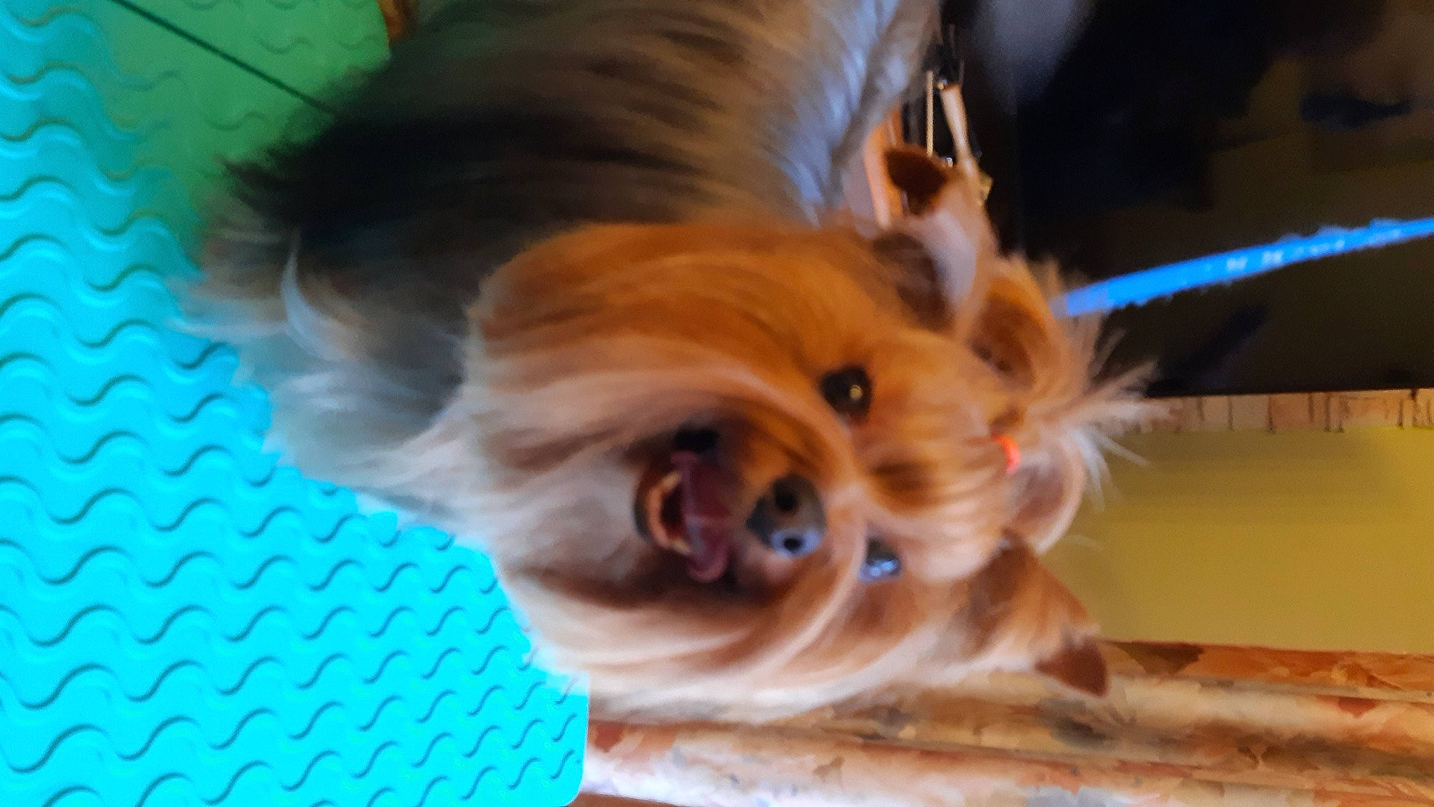 Roxy a rejoint le concours — aidez-le/la à gagner de superbes lots ! canidae, carnivore, companion_dog, dog, dog_breed, ear, fawn, fur, liver, snout, sporting_group, toy_dog, whiskers, wood, working_animal