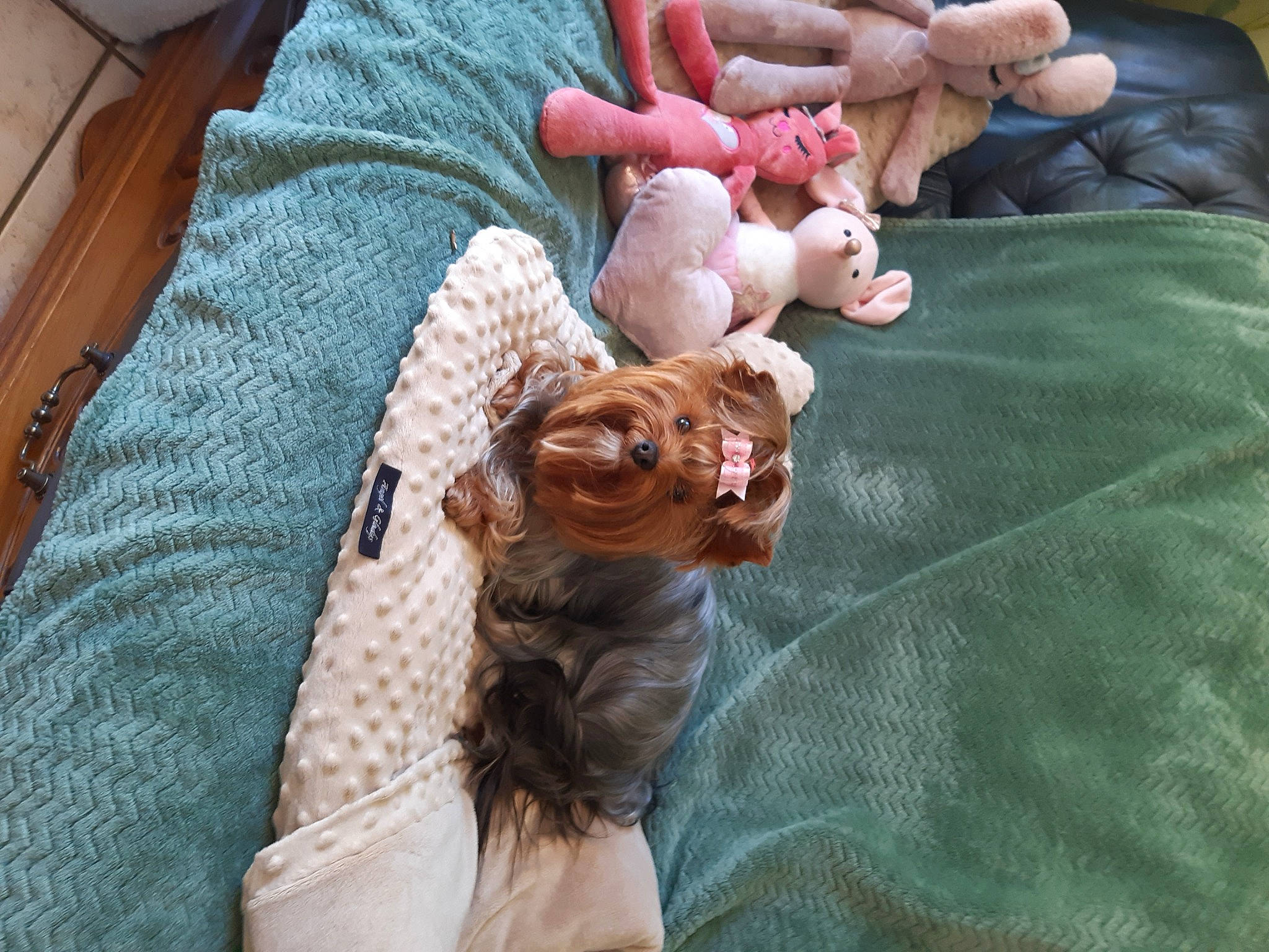 Roxy a rejoint le concours — aidez-le/la à gagner de superbes lots ! abdomen, bed, bedding, child, comfort, companion_dog, fawn, felidae, fur, hand, linens, nail, pattern, room, small_to_medium_sized_cats, sporting_group, stuffed_toy, textile, thumb, toy