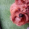 animal, close_up, companion, cute, dog, face, fluffy, fur, grass, looking_up, nose, outdoor, pet, pink_hair_tie, playful, portrait, red_brown, small_dog, whiskers, yorkshire_terrier