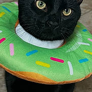 Ziggy joined the competition — help win amazing prizes! cat, black_cat, pet, animal, donut_collar, collar, sprinkles, closeup, portrait, eyes, whiskers, ears, feline, indoor, tile_floor, looking_up, cute, playful, costume, sitting