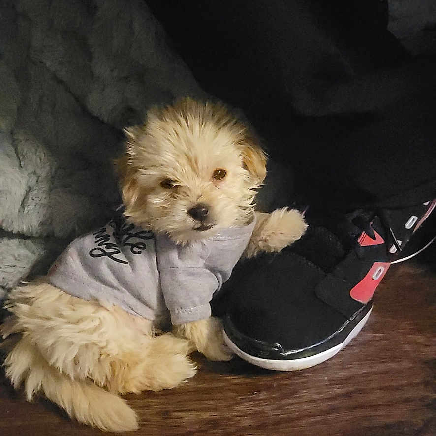 Charlie is registered to the contest to win money with this photo: animal, black_shoe, casual, companion, cozy, cute, dog, domestic, floor, footwear, furry, indoor, pet, puppy, resting, shoe, sleepy, small_dog, sweater, wooden_floor