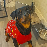 Voxye participe au concours pour gagner de l'argent avec cette photo : dog, rottweiler, sweater, red_clothing, indoor, floor, wooden_floor, pet, animal, looking_up, obedient, metal_bowl, cables, wall, corner, furniture, table, floor_mat, brown, black