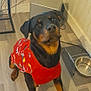 dog, rottweiler, sweater, red_clothing, indoor, floor, wooden_floor, pet, animal, looking_up, obedient, metal_bowl, cables, wall, corner, furniture, table, floor_mat, brown, black