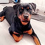 Voxye participe au concours pour gagner de l'argent avec cette photo : rottweiler, dog, pet, lying_down, floor, black_coat, brown_markings, animal, canine, domestic, indoor, bowl, household, curious, calm, portrait, paw, ears, face, looking_at_camera