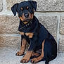 Voxye participe au concours pour gagner de l'argent avec cette photo : puppy, rottweiler, dog, pet, collar, sitting, cute, animal, canine, young, portrait, outdoor, stone_wall, fur, black, brown, ears, tail, paw, looking