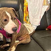 Phoenix joined the competition — help win amazing prizes! animal, architecture, armchair, building, bulldog, canine, chair, couch, cushion, dog, furniture, homedecor, hound, indoors, interiordesign, livingroom, pet, pitbull, puppy, room