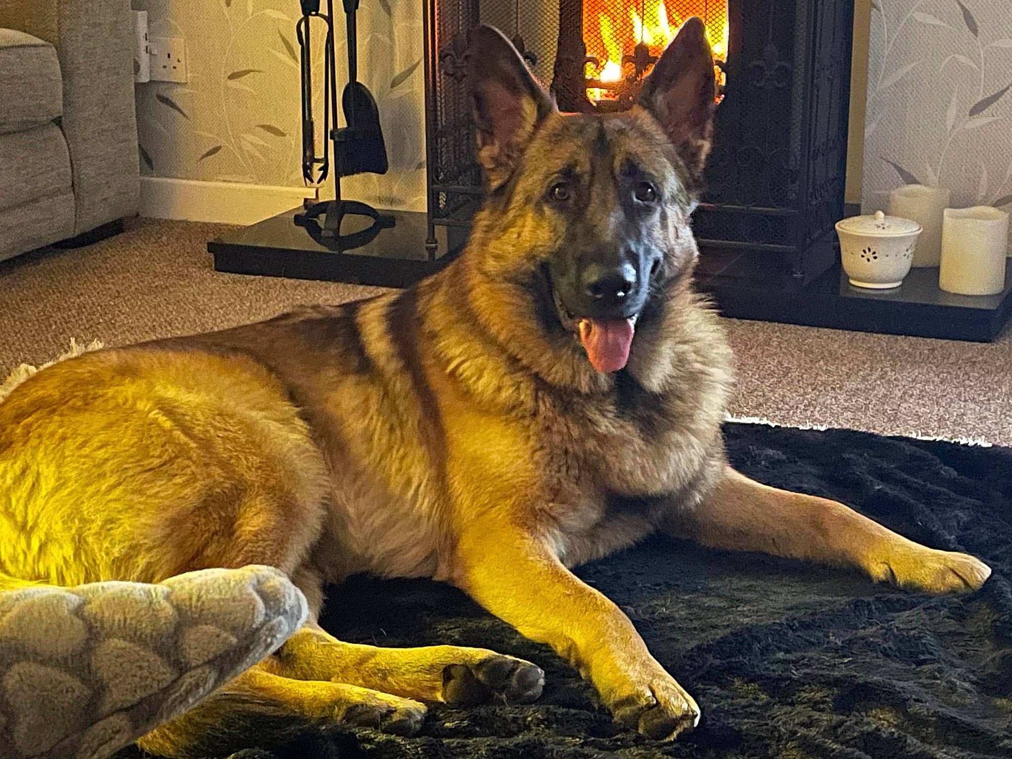 Axel is registered to the contest to win money with this photo: carnivore, companion_dog, dog, dog_breed, door, east_european_shepherd, fawn, fur, german_shepherd_dog, herding_dog, king_shepherd, lighting, old_german_shepherd_dog, snout, sporting_group, terrestrial_animal, whiskers, wildlife, window, working_dog