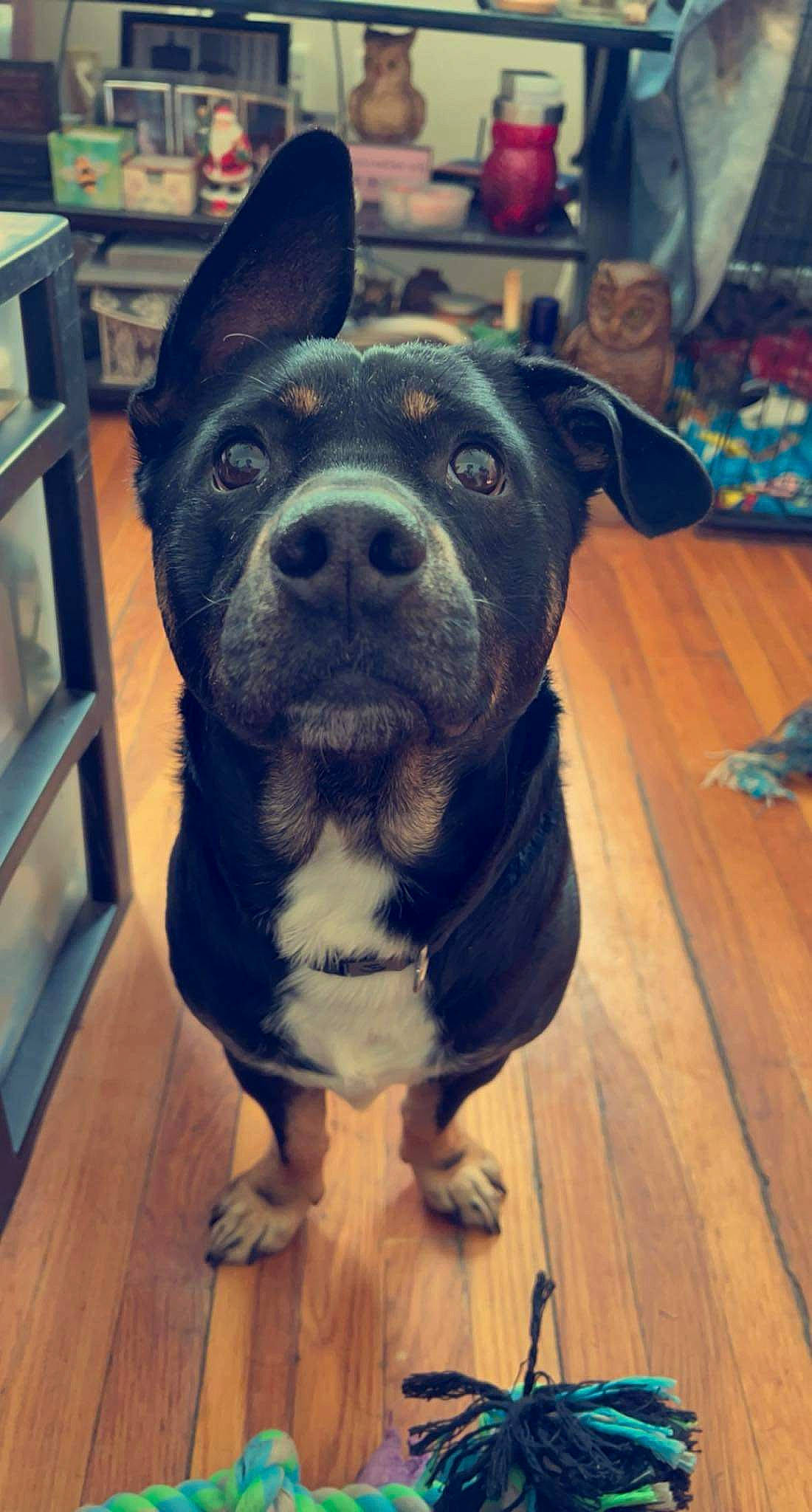 Ace joined the competition — help win amazing prizes! blue, carnivore, companion_dog, dog, dog_breed, electric_blue, fawn, floor, flooring, fur, guard_dog, hardwood, laminate_flooring, metal, snout, sporting_group, whiskers, wood, wood_flooring, working_animal