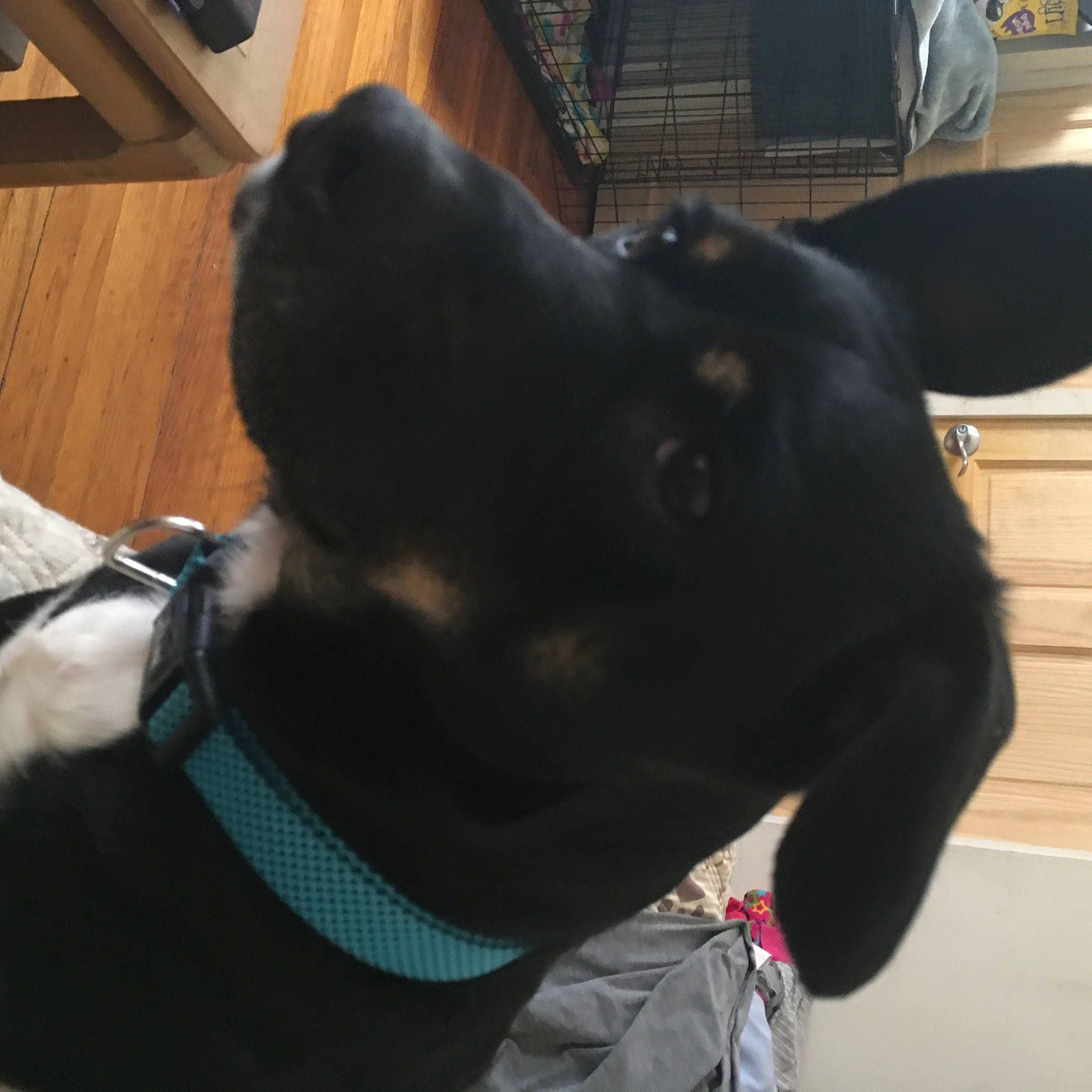 Ace is registered to the contest to win money with this photo: borador, carnivore, collar, companion_dog, dog, dog_breed, dog_collar, ear, event, fashion_accessory, fawn, fur, guard_dog, hardwood, snout, sporting_group, tail, whiskers, wood, working_animal