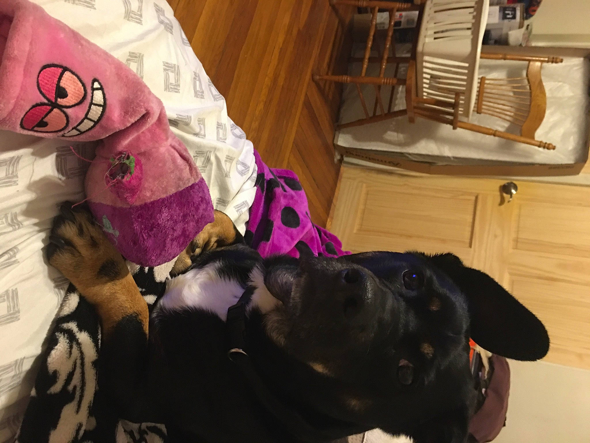 Ace joined the competition — help win amazing prizes! cabinetry, chair, comfort, companion_dog, dog, dog_breed, drawer, flooring, fur, guard_dog, hardwood, home_appliance, kitchen_appliance, linens, magenta, purple, room, sporting_group, tree, wood