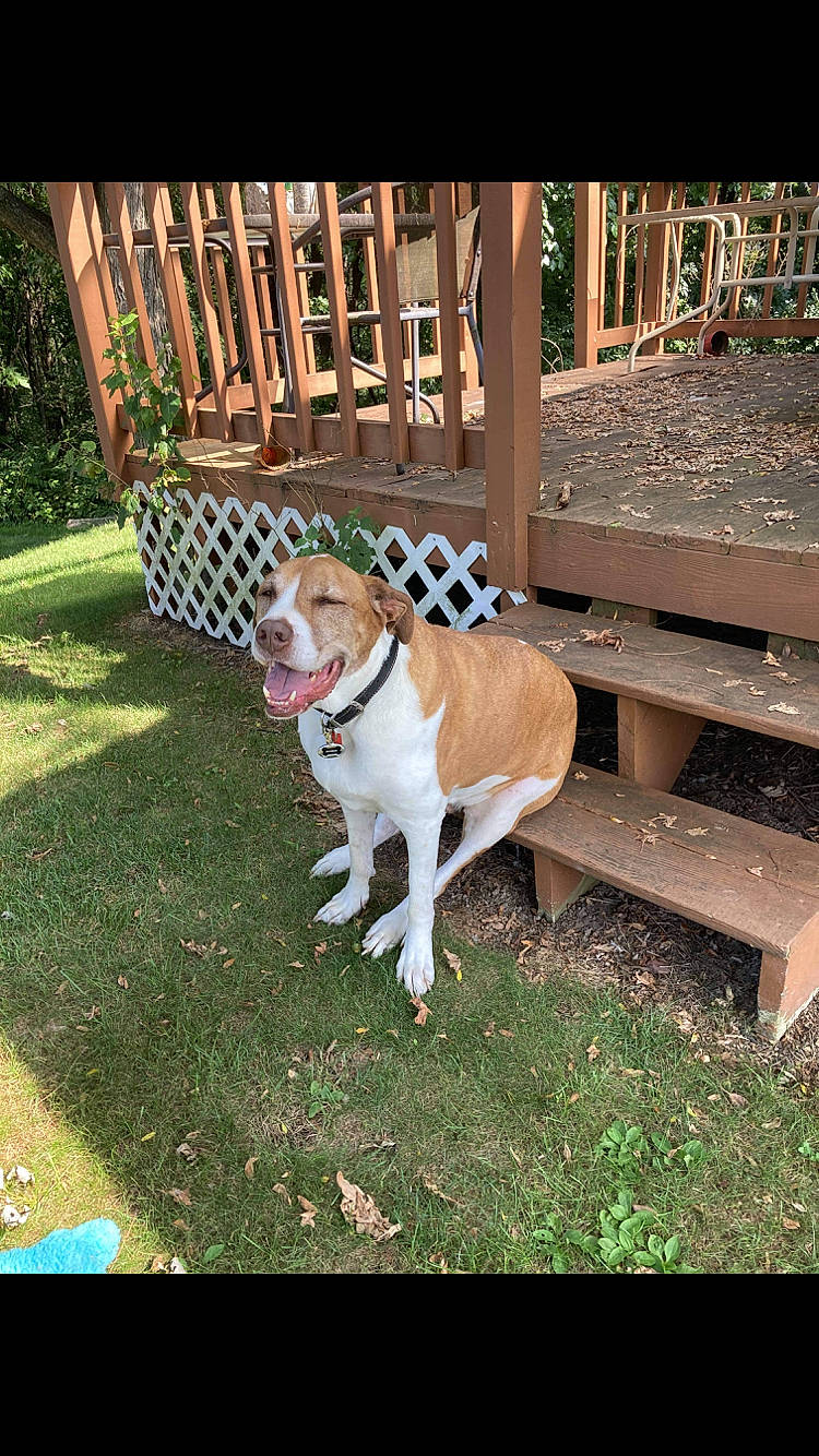 Phineas is registered to the contest to win money with this photo: american_bulldog, american_pit_bull_terrier, backyard, canidae, carnivore, companion_dog, dog, dog_breed, fawn, grass, mammal, non_sporting_group, pit_bull, pointer, sporting_group, vertebrate