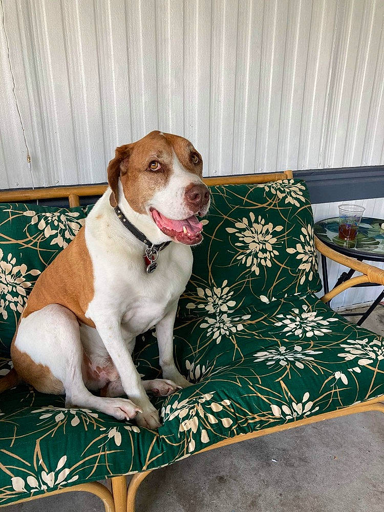 Phineas joined the competition — help win amazing prizes! braque_saint_germain, canidae, carnivore, companion_dog, dog, dog_breed, fawn, jack_russell_terrier, mammal, pointer, puppy, rat_terrier, russell_terrier, sporting_group