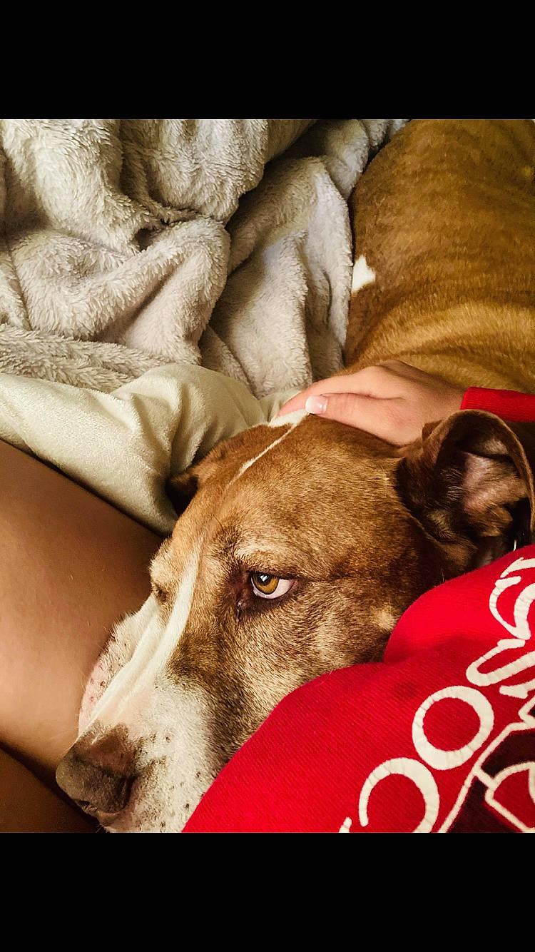 Phineas is registered to the contest to win money with this photo: canidae, carnivore, dog, dog_breed, ear, fawn, galgo_espanol, greyhound, lurcher, mammal, pit_bull, puppy_love, snout, sporting_group, vertebrate