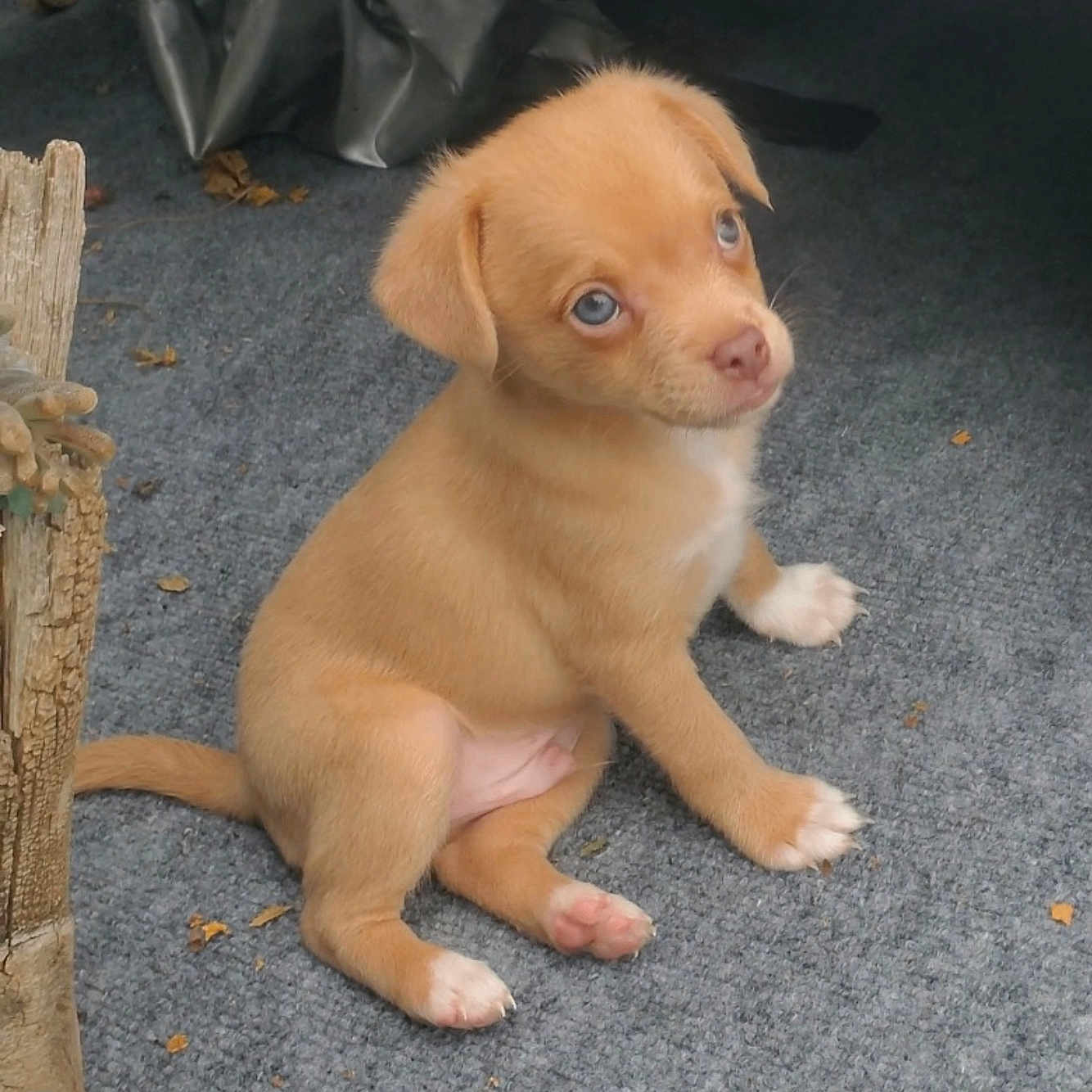 Lucky joined the competition — help win amazing prizes! adorable, animal, blue_eyes, carpet, curious, cute, dog, fur, indoor, innocent, leaf, looking_up, paw, pet, puppy, sitting, small, tan_fur, wood, young