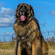 Odin participe au concours pour gagner de l'argent avec cette photo : animal, brown_fur, canine, clouds, daylight, dog, field, fluffy, grass, happy, large_dog, leash, mammal, nature, outdoor, pet, portrait, sitting, sky, tongue_out