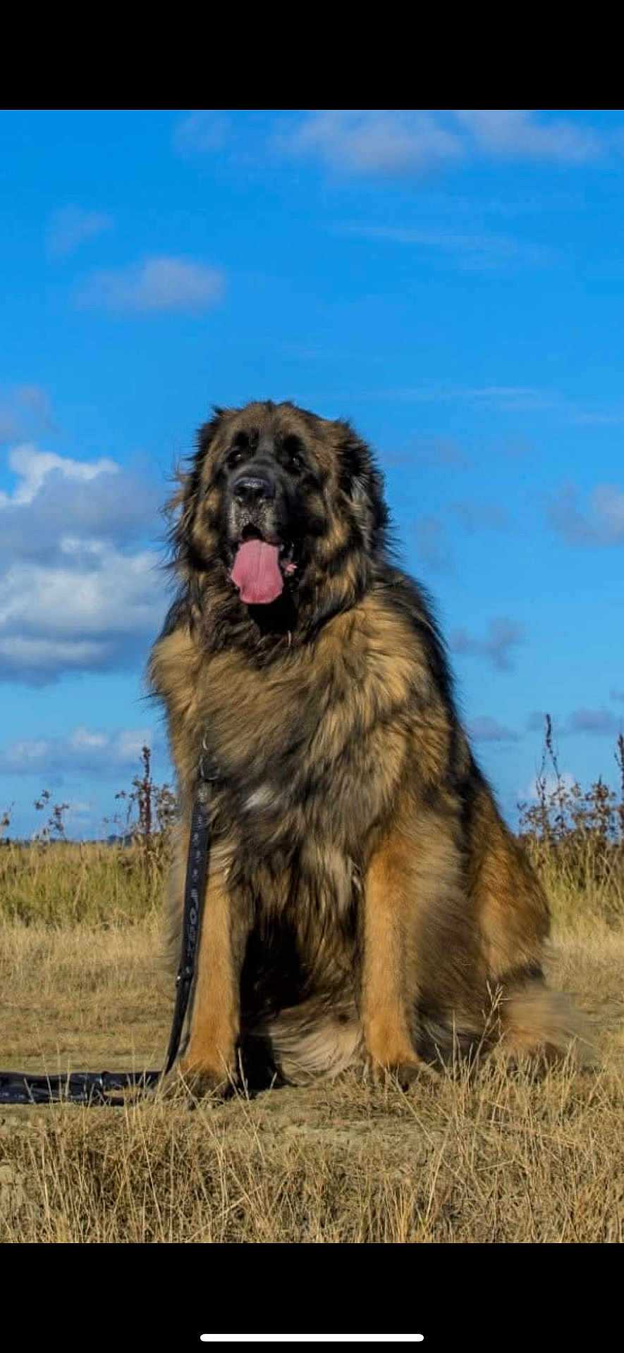 Odin