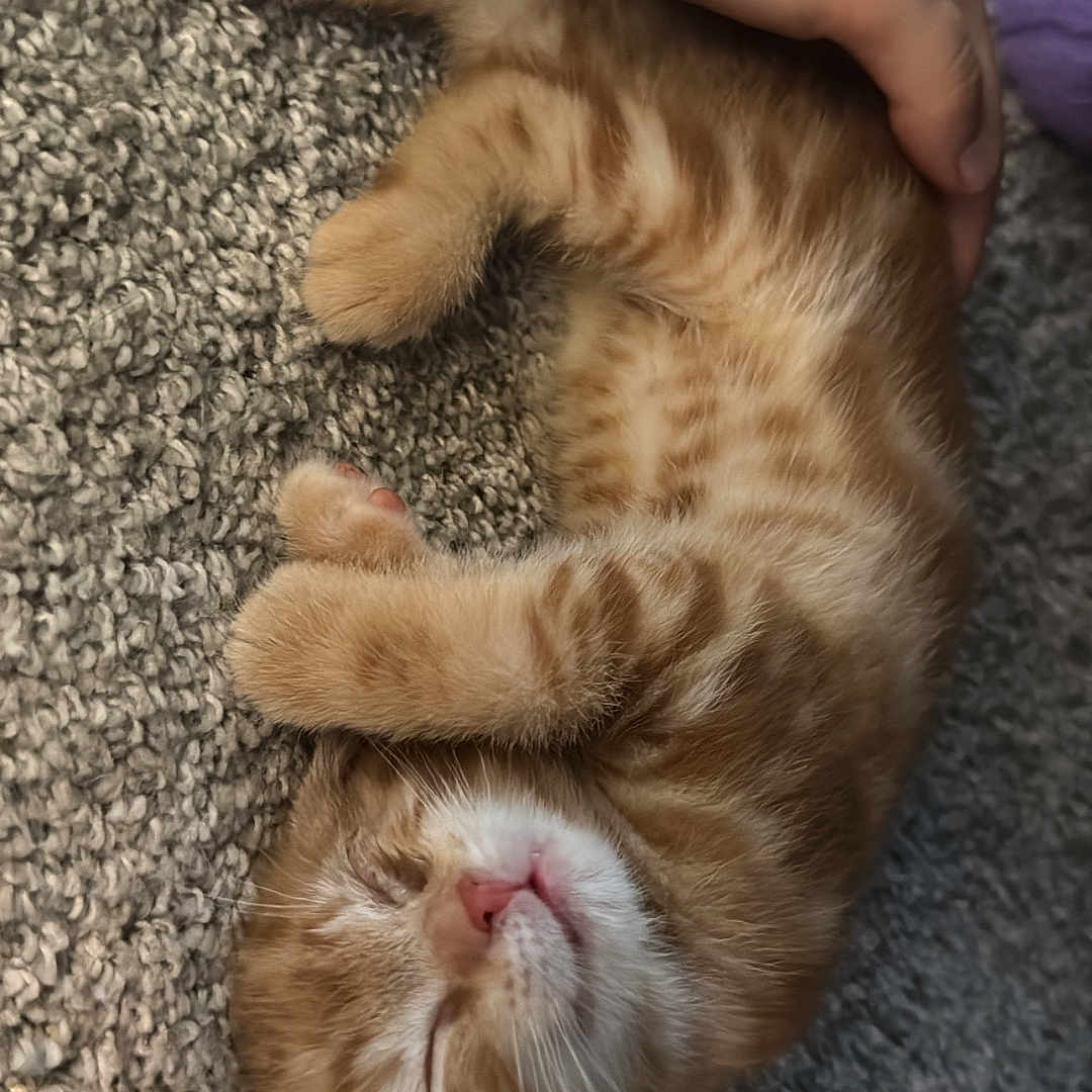 Leo is registered to the contest to win money with this photo: adorable, animal, carpet, cat, cozy, cute, domestic_animal, feline, fur, hand, kitten, napping, orange_tabby, paw, pet, resting, sleeping, small, whiskers, young
