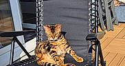 Taka participe au concours pour gagner de l'argent avec cette photo : cat, bengal_cat, chair, outdoor, sunlight, patio, wooden_floor, relaxing, pet, feline, animal, black_chair, sunshine, shadow, window, sliding_door, home, resting, domestic_cat, leisure