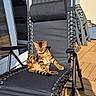 cat, bengal_cat, chair, outdoor, sunlight, patio, wooden_floor, relaxing, pet, feline, animal, black_chair, sunshine, shadow, window, sliding_door, home, resting, domestic_cat, leisure