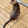 Taka a rejoint le concours — aidez-le/la à gagner de superbes lots ! cat, bengal_cat, animal, pet, feline, wooden_deck, outdoor, striped_tail, spotted_fur, green_eyes, sitting, looking_back, fur_pattern, whiskers, ears, tail, closeup, daylight, natural_light, domestic_animal