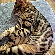 Taka participe au concours pour gagner de l'argent avec cette photo : bengal_cat, sleeping, cat, feline, striped, spotted, fur, animal, pet, cozy, indoor, soft, gray_fabric, resting, paw, whiskers, relaxed, cute, mammal, domestic