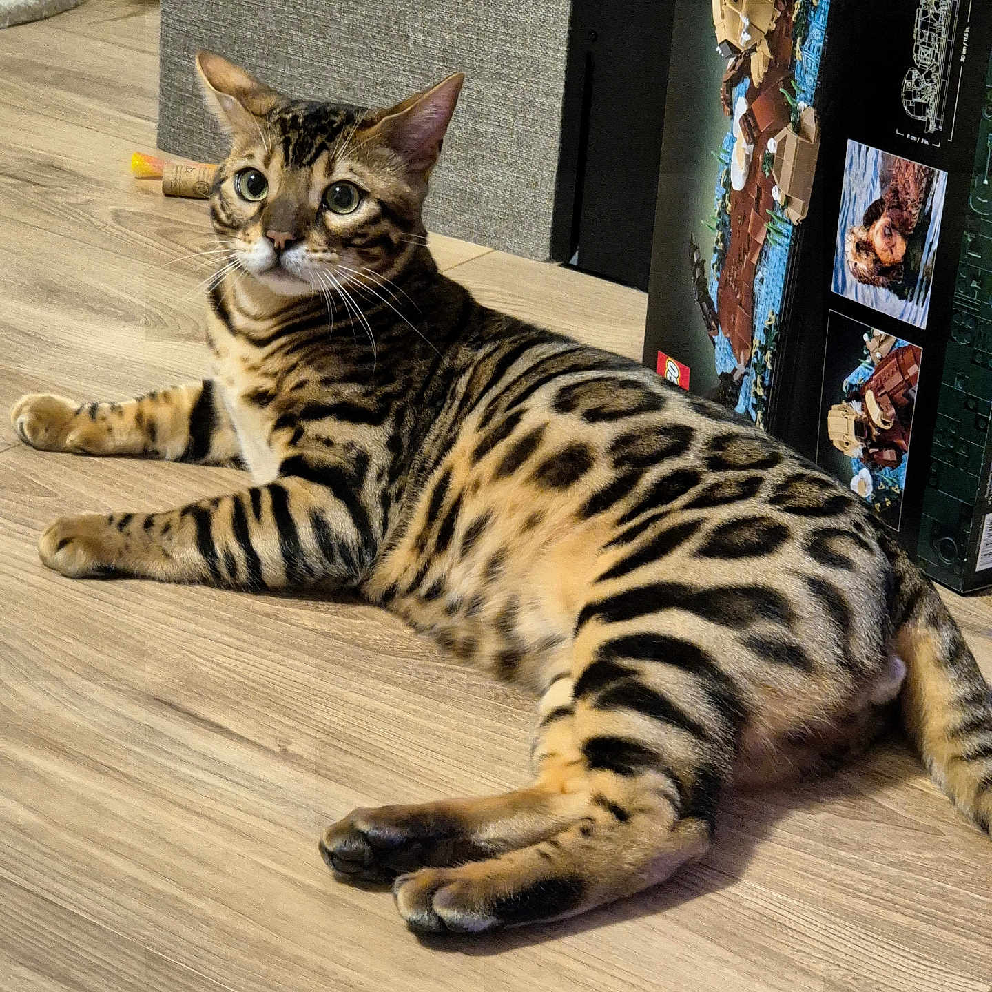 Taka participe au concours pour gagner de l'argent avec cette photo : bengal_cat, cat, pet, animal, indoor, wooden_floor, feline, spotted_coat, striped_coat, box, curious, lying_down, whiskers, ears, eyes, tail, domestic_cat, fur, mammal, household