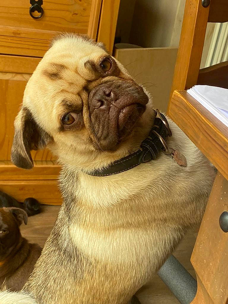 Sirius is registered to the contest to win money with this photo: ancient_dog_breeds, carnivore, companion_dog, dog, dog_breed, fawn, fur, hardwood, liver, molosser, pug, snout, sporting_group, tail, terrestrial_animal, toy_dog, whiskers, wood, working_animal, wrinkle