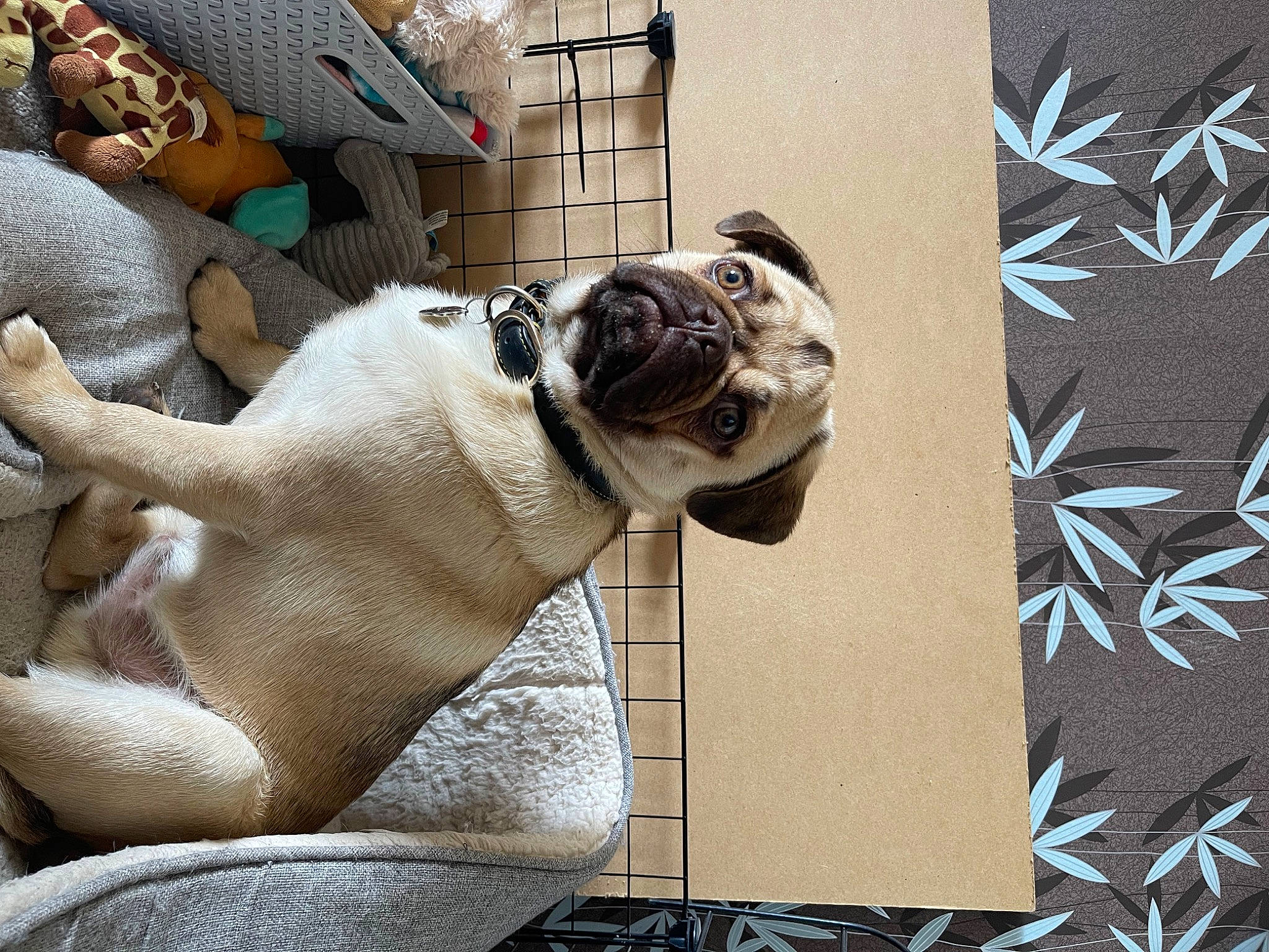 Sirius joined the competition — help win amazing prizes! canidae, carnivore, chest, comfort, companion_dog, dog, dog_breed, dog_collar, fawn, house, human_leg, mammal, pattern, plant, pug, snout, sporting_group, toy_dog, window, working_animal