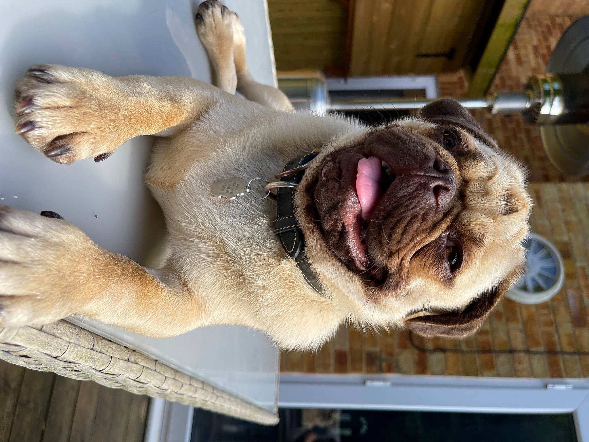 Sirius joined the competition — help win amazing prizes! carnivore, cat, claw, domestic_short_haired_cat, fang, fawn, felidae, fur, paw, pet_supply, small_to_medium_sized_cats, snout, tail, terrestrial_animal, thai, whiskers, wildlife, window, wood