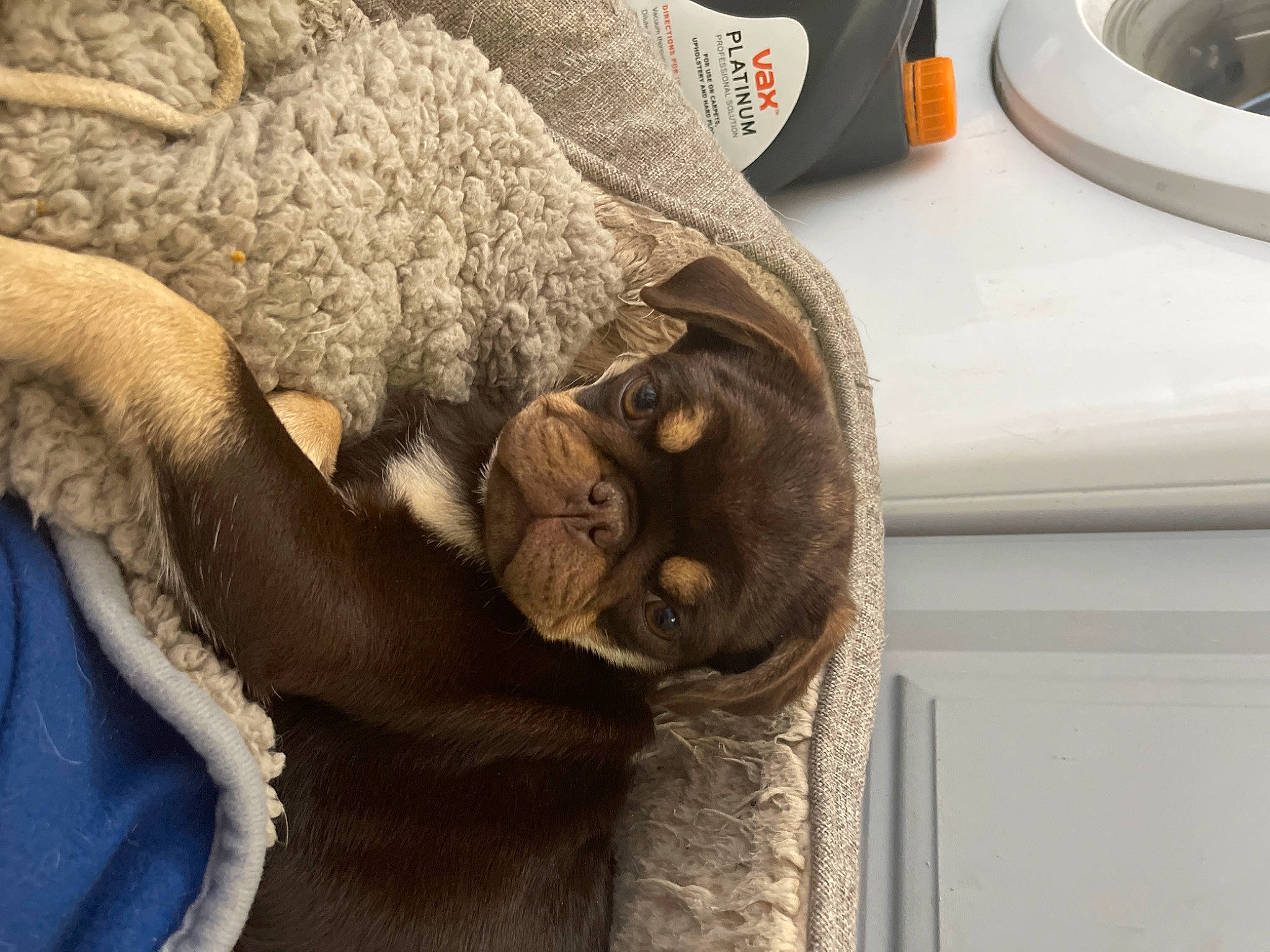 Teddy is registered to the contest to win money with this photo: claw, comfort, domestic_short_haired_cat, fawn, felidae, flooring, fur, grey, linens, pattern, room, small_to_medium_sized_cats, snout, sporting_group, thread, whiskers, wood, woolen, working_animal, wrinkle