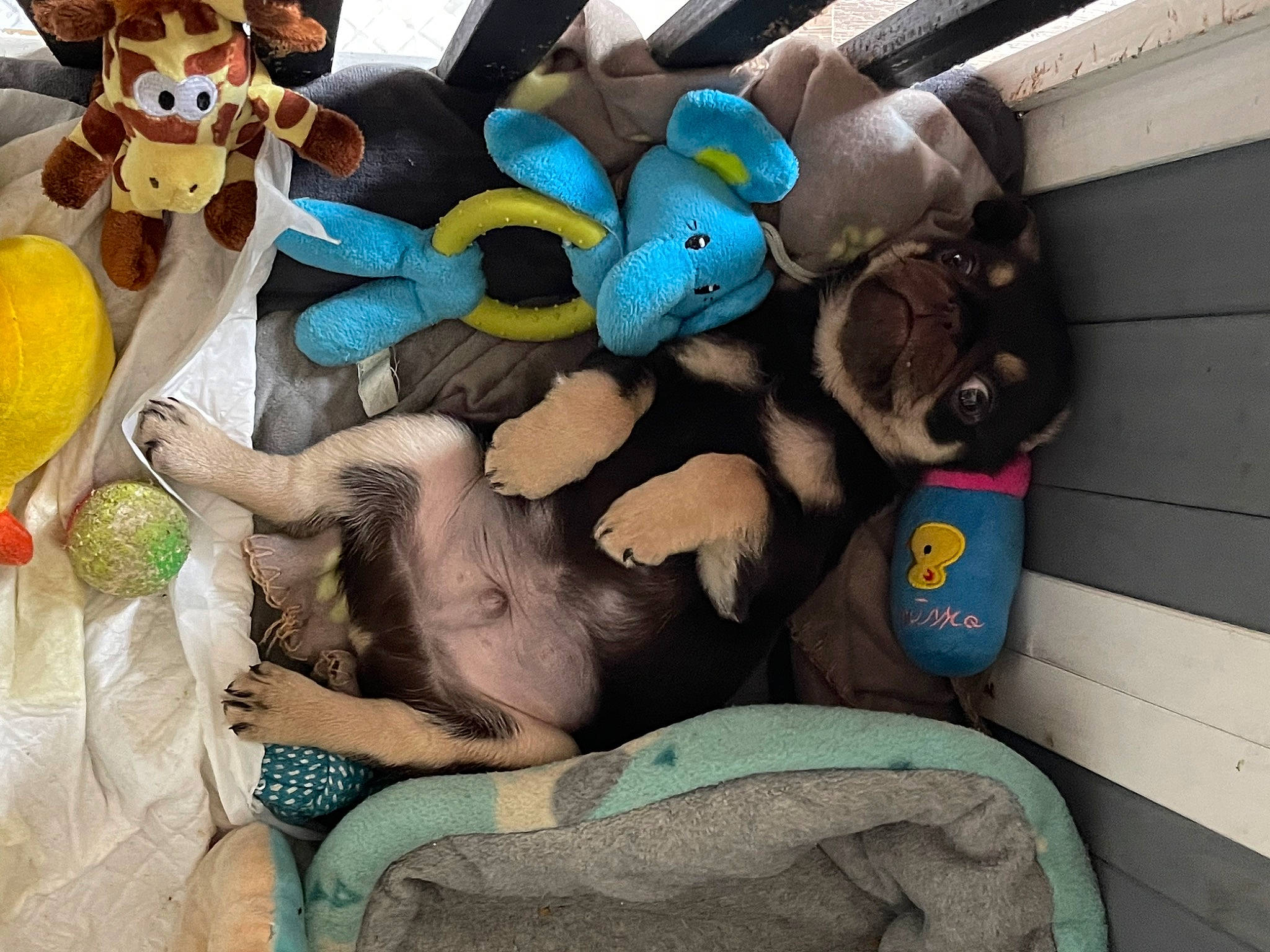 Teddy joined the competition — help win amazing prizes! art, baby_toys, collection, comfort, fawn, fictional_character, fun, fur, linens, pattern, paw, plastic, plush, stuffed_toy, tail, toy, visual_arts