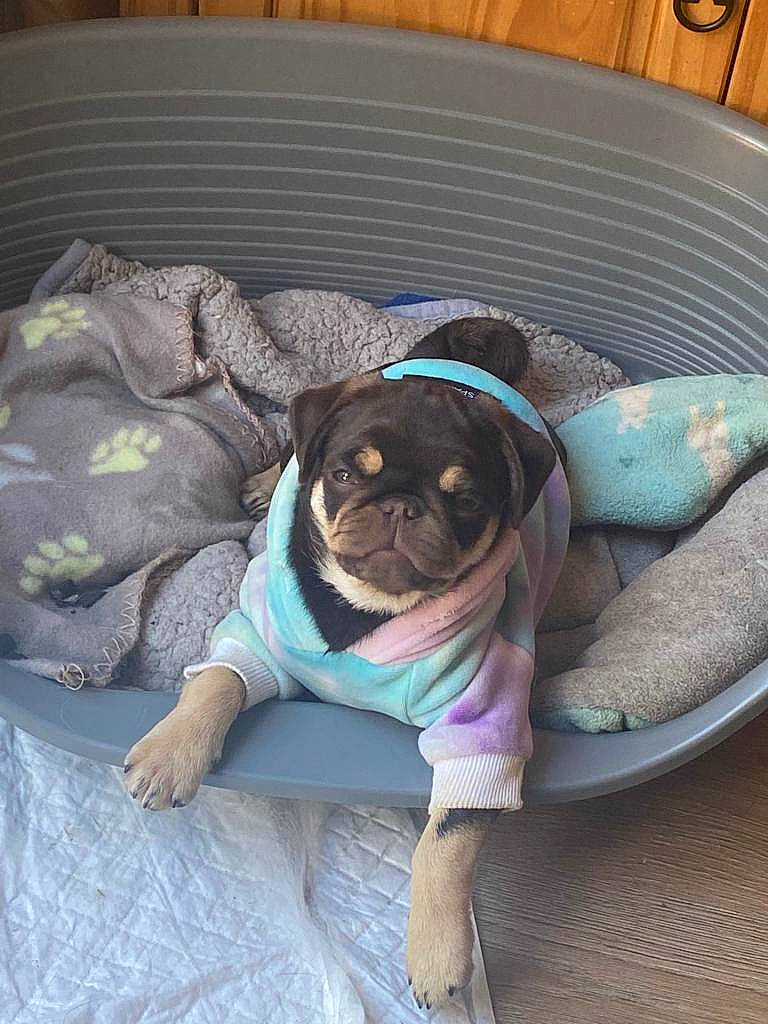 Teddy is registered to the contest to win money with this photo: canidae, carnivore, comfort, companion_dog, couch, dog, dog_breed, dog_clothes, dog_supply, fawn, grey, linens, pet_supply, pug, purple, snout, sporting_group, toy_dog, working_animal, wrinkle