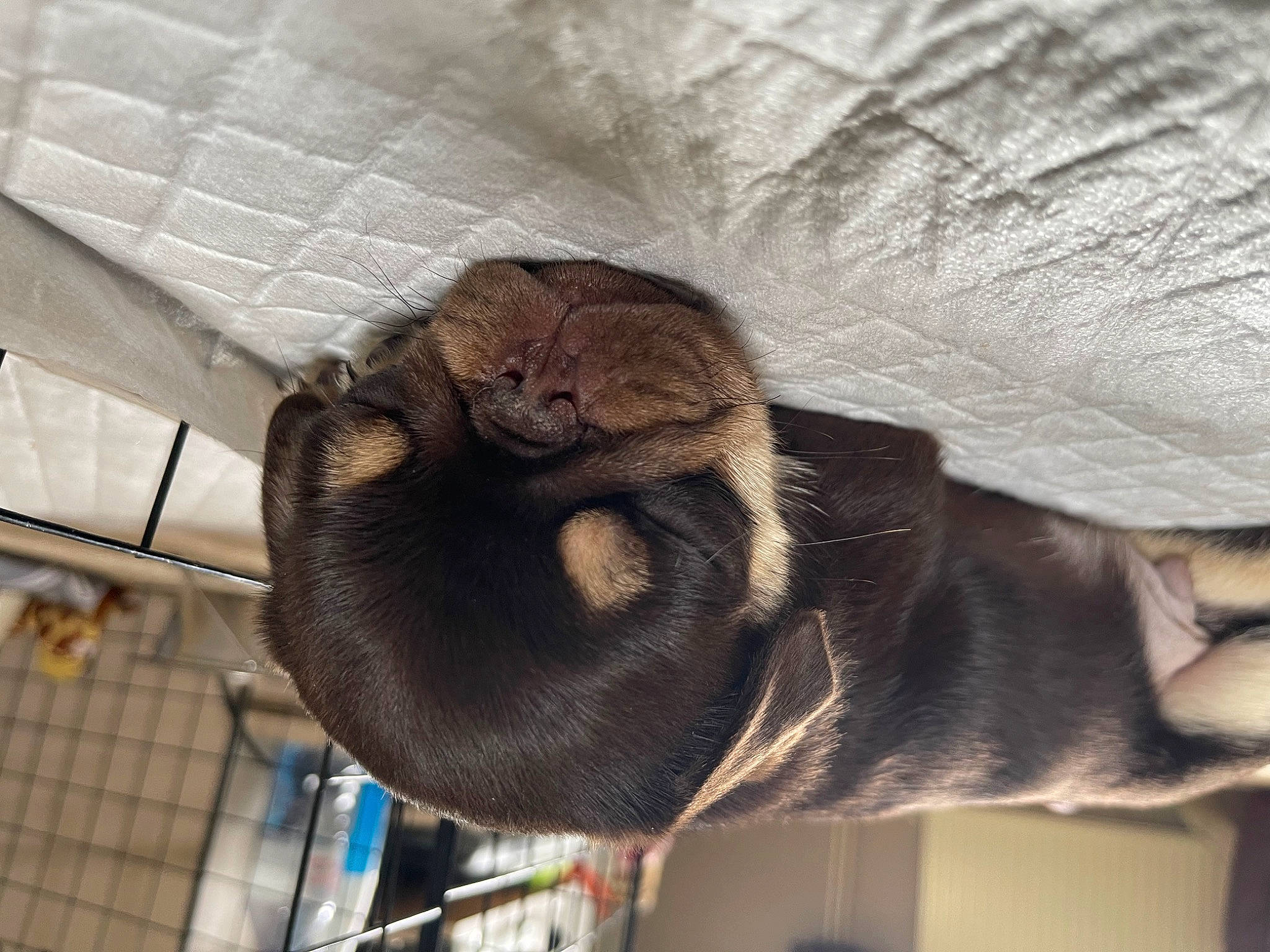 Teddy joined the competition — help win amazing prizes! canidae, carnivore, claw, collar, comfort, dog, dog_breed, ear, fawn, fur, liver, small_to_medium_sized_cats, snout, sporting_group, tail, terrestrial_animal, whiskers, wood, working_animal, wrinkle