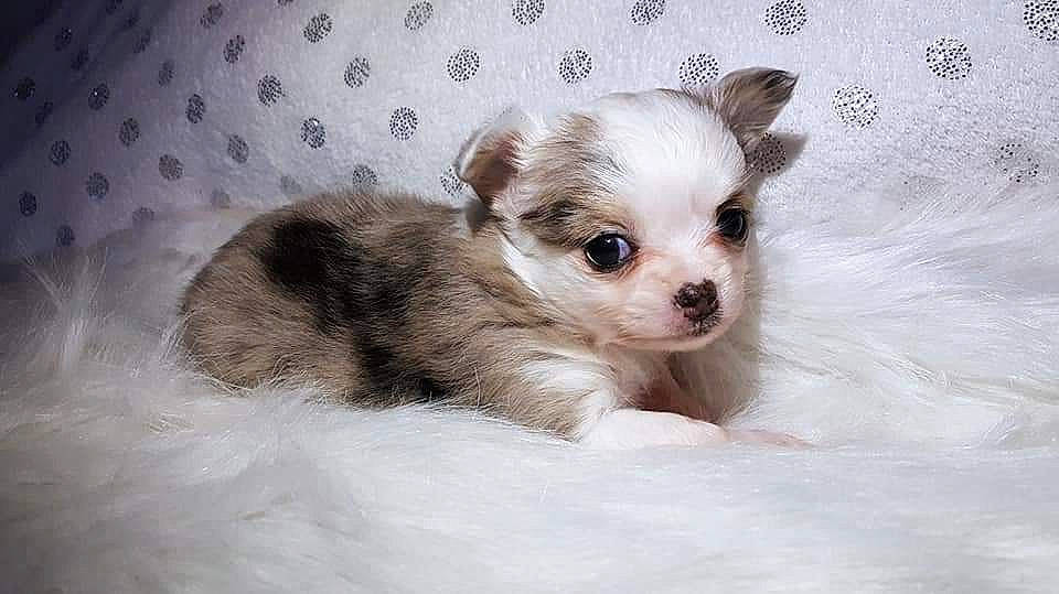 Ozzie participe au concours pour gagner de l'argent avec cette photo : bolonka, canidae, carnivore, chihuahua, chinese_imperial_dog, companion_dog, dog, dog_breed, fawn, mal_shi, maltepoo, mammal, morkie, puppy, rare_breed_dog, skin, snout, sporting_group, toy_dog, vertebrate