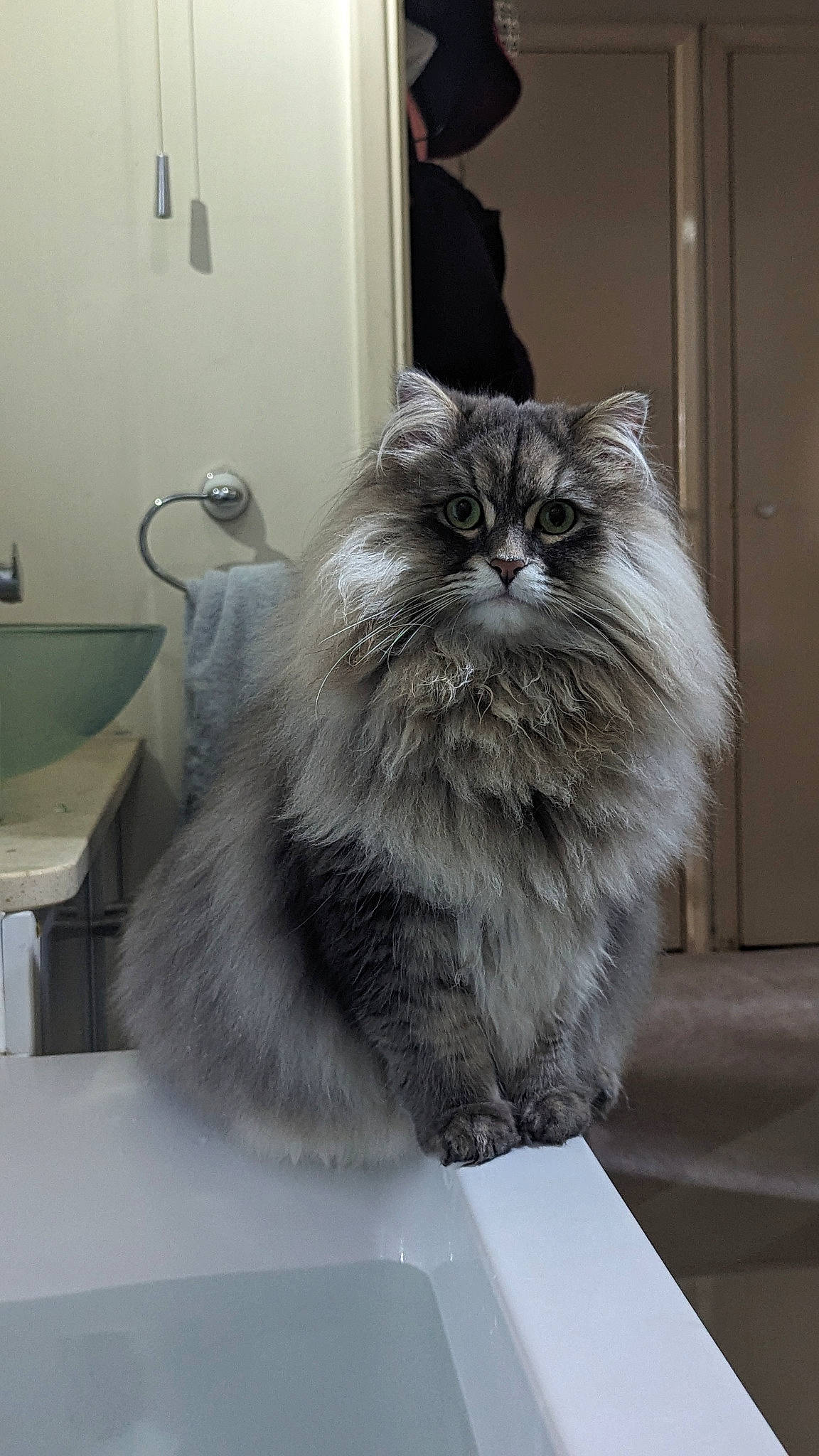 Lewis joined the competition — help win amazing prizes! box, british_longhair, carnivore, cat, claw, comfort, domestic_short_haired_cat, door, felidae, flooring, fur, grey, paw, persian, small_to_medium_sized_cats, snout, tail, whiskers, window