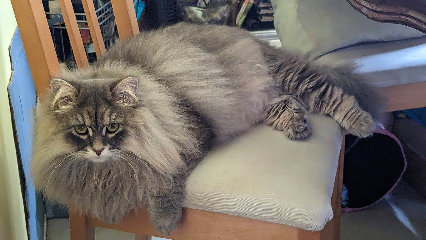 Lewis is registered to the contest to win money with this photo: british_longhair, carnivore, cat, claw, comfort, companion_dog, couch, felidae, fur, hardwood, paw, persian, small_to_medium_sized_cats, snout, tail, terrestrial_animal, whiskers