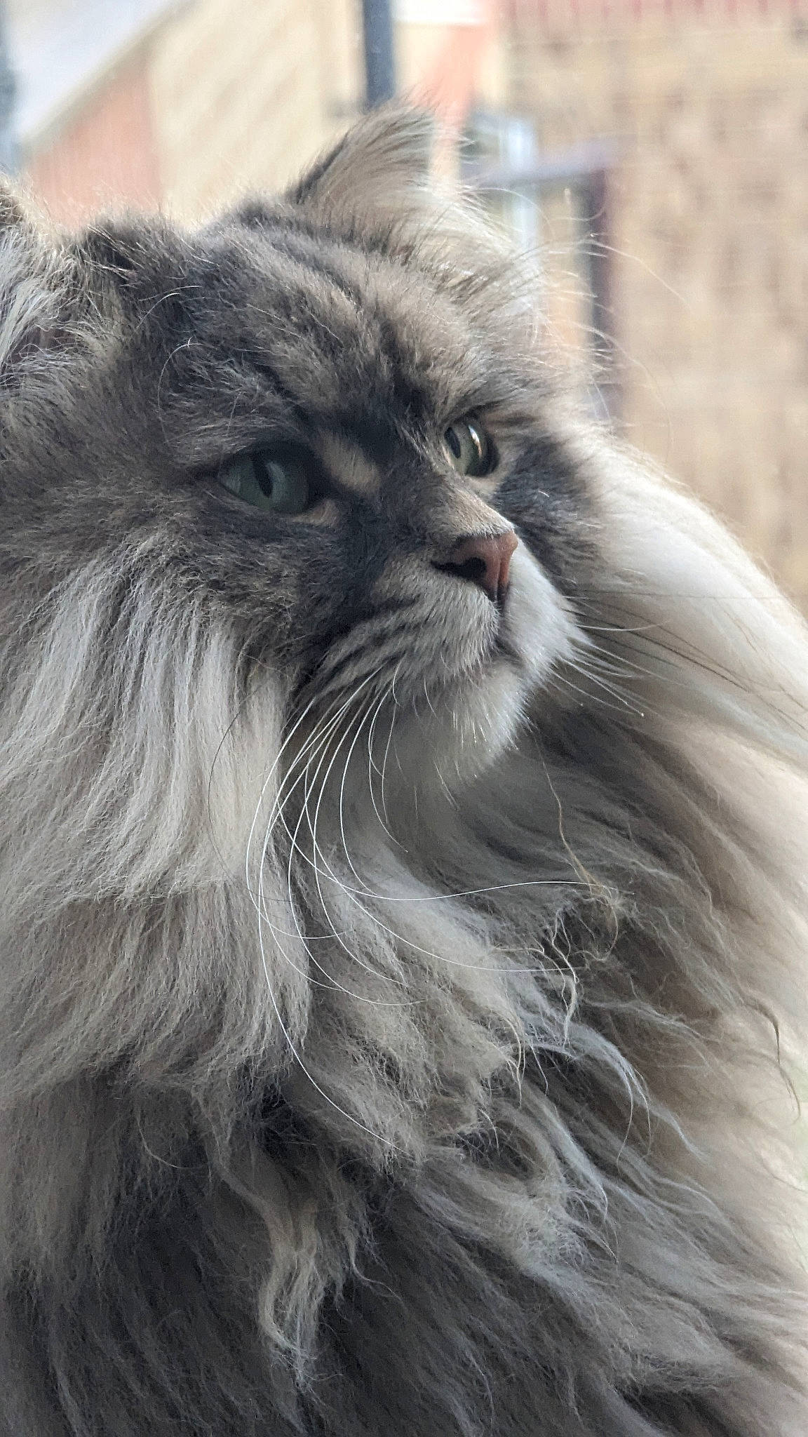 Lewis is registered to the contest to win money with this photo: british_longhair, carnivore, cat, eye, felidae, fur, grey, small_to_medium_sized_cats, snout, terrestrial_animal, whiskers, wildlife