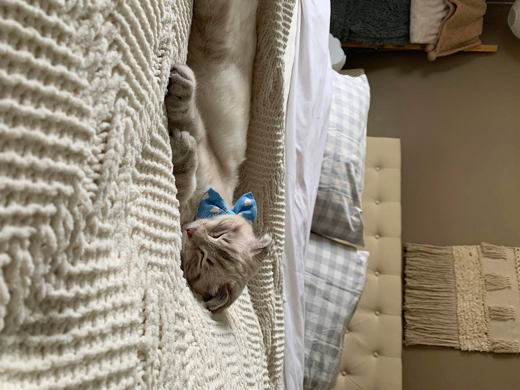 Coconut joined the competition — help win amazing prizes! art, beige, denim, electric_blue, fashion_accessory, fashion_design, flooring, fur, grey, house, linens, needlework, outerwear, pattern, sleeve, textile, wall, wood, wool, woolen