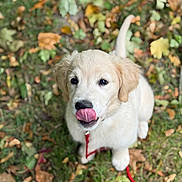 Arya participe au concours pour gagner de l'argent avec cette photo : puppy, dog, golden_retriever, tongue_out, leash, grass, leaves, autumn, outdoor, young_dog, cute, pet, animal, sitting, fur, nature, playful, closeup, looking_up, adorable