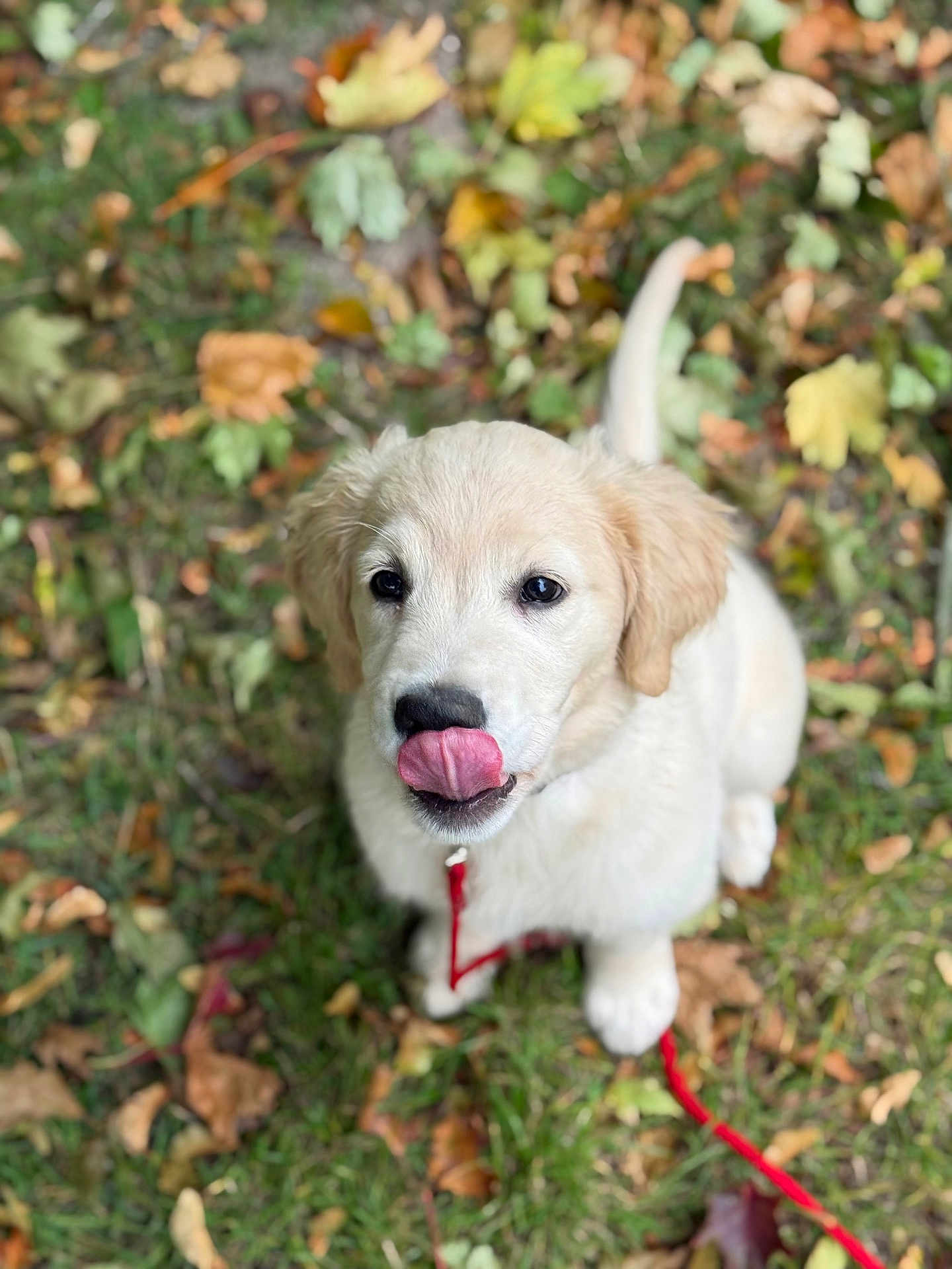 Arya participe au concours pour gagner de l'argent avec cette photo : puppy, dog, golden_retriever, tongue_out, leash, grass, leaves, autumn, outdoor, young_dog, cute, pet, animal, sitting, fur, nature, playful, closeup, looking_up, adorable