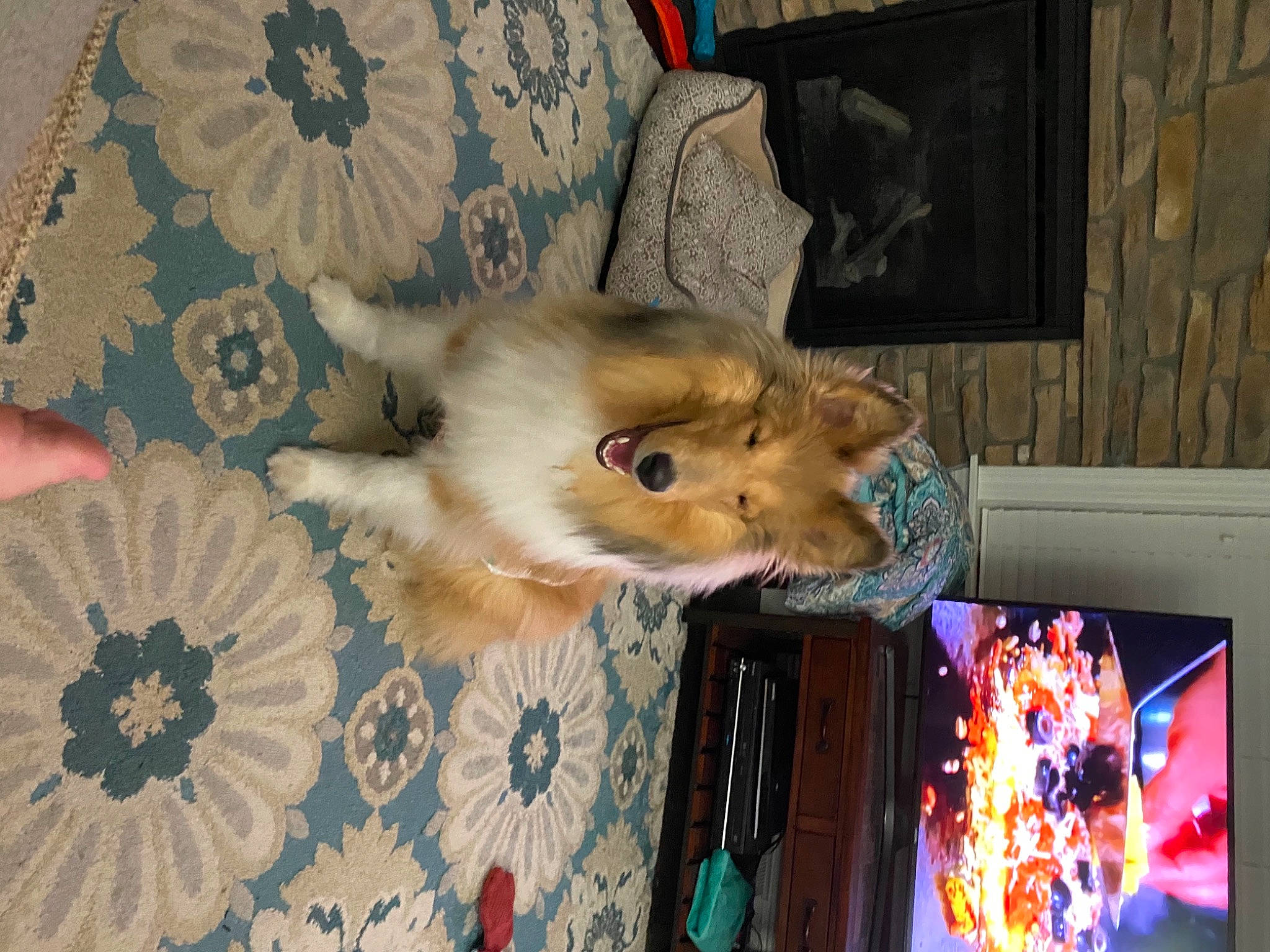 Kennedy joined the competition — help win amazing prizes! art, carnivore, cat, comfort, companion_dog, couch, fawn, felidae, flooring, fur, linens, pattern, paw, room, small_to_medium_sized_cats, tail, visual_arts, whiskers, wood