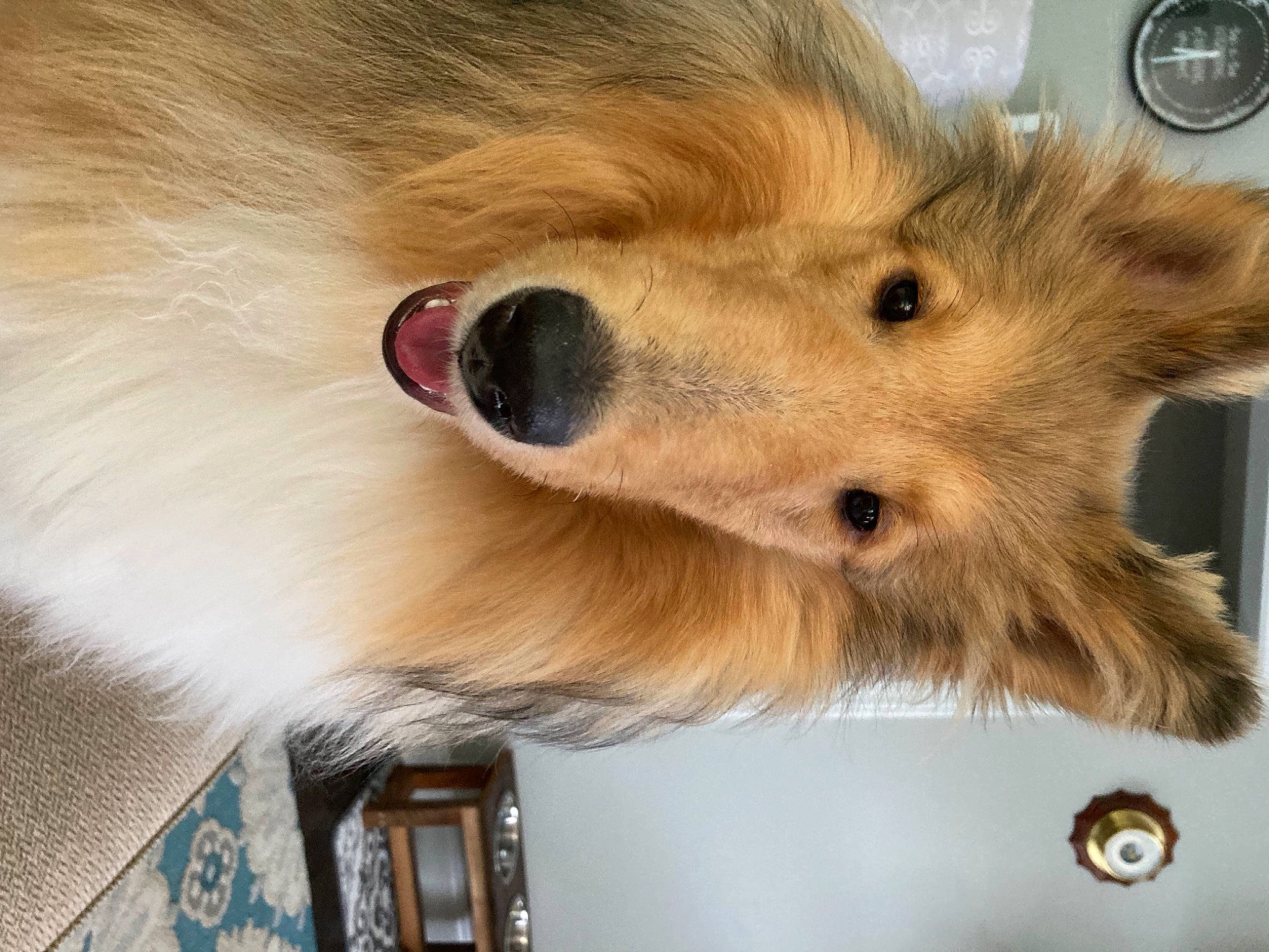 Kennedy joined the competition — help win amazing prizes! carnivore, clock, companion_dog, dog, dog_breed, fawn, felidae, fur, german_spitz, iris, measuring_instrument, paw, small_to_medium_sized_cats, snout, spitz, sporting_group, toy_dog, volpino_italiano, whiskers, working_animal